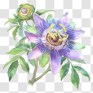 Passion Flower - Passion Flower Drawing Transparent PNG