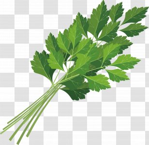 Parsley Coriander Leaf Celery Icon - Decoration Design Transparent PNG