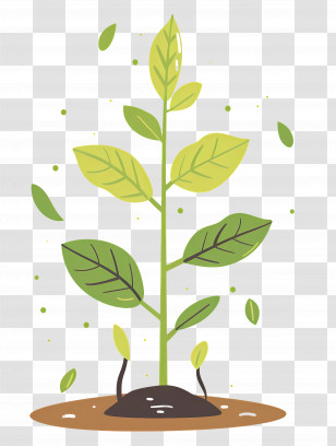 Tree Seedling - Young Plant Sprouting From Soil Transparent PNG