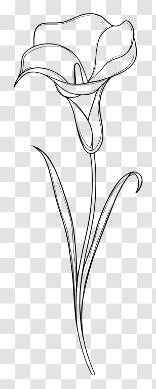 Calla Lily Sketch - Simple Line Art Flower Drawing Transparent PNG