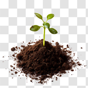 World Soil Day - Young Green Sprout Growing From Soil Transparent PNG