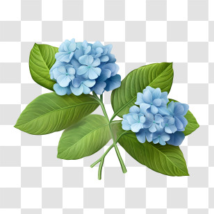 Hydrangea Flower - Beautiful Blue Hydrangea Flowers With Green Leaves Transparent PNG