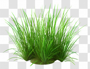 Grass Bush - Green Grass Patch In Nature Illustration Transparent PNG