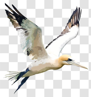 Gannet - Flying Bird With Spread Wings Transparent PNG