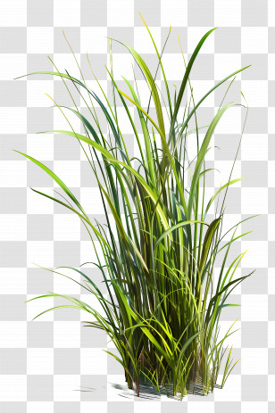 Grass Plant - Lush Green Grass Transparent PNG