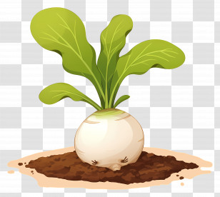 Turnip - Fresh Radish Growing In Soil Transparent PNG