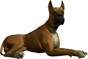 Boxer Clip Art - Brindle - Dogs Transparent PNG