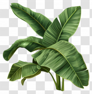 Banana Leaves - Tropical Banana Leaves Illustration Transparent PNG
