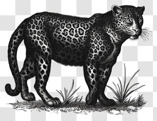 Leopard - Black And White Detailed Leopard Illustration Transparent PNG