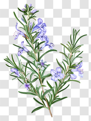 Rosemary Flower - Rosemary Branch With Delicate Purple Flowers Transparent PNG