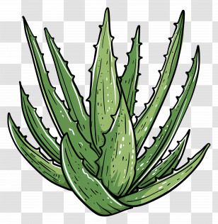 Aloe Vera Plant - Sketch Of Aloe Vera Plant With Green Leaves Transparent PNG