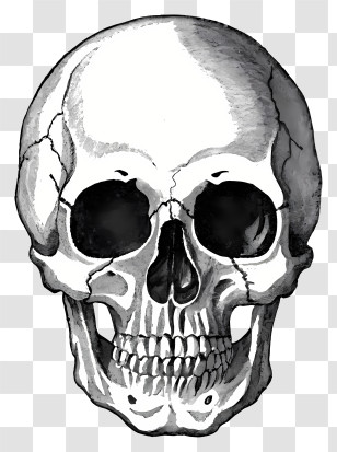 Black And White Skull - Detailed Human Skull Illustration Transparent PNG
