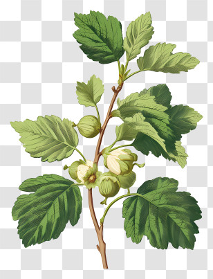 Hazelnut Plant With Leaves - Botanical Plant Branch Illustration Transparent PNG