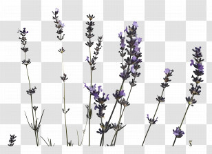 Lavender - Lavender Plants Illustration Transparent PNG