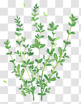 Thyme - Illustration Of Green Thyme Herb Transparent PNG