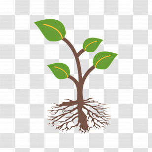 Roots - Young Plant Growing With Visible Roots Transparent PNG