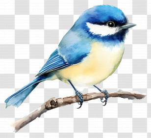 Watercolor Bird - Blue Tit On A Branch Transparent PNG