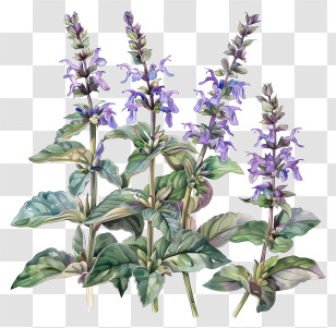 Salvia - Purple Sage Plant With Flowers Transparent PNG