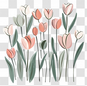 Pink Tulips - Hand-drawn Tulip Flower Illustration Transparent PNG