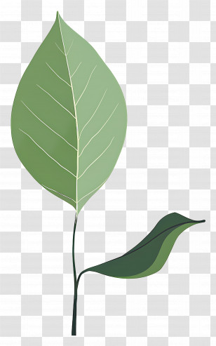 Green Leaf - Green Leaves Illustration Transparent PNG