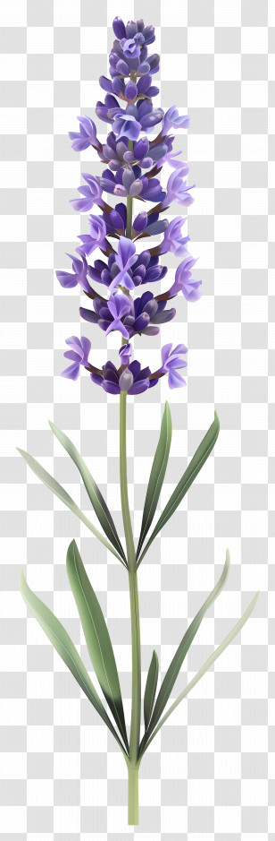 Lavender Flower - Lavender Plant With Purple Flowers Transparent PNG