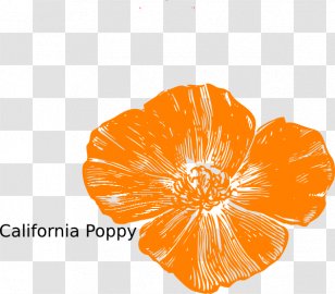 Common Poppy Flower Remembrance Poppy PNG - california poppy, clip art,  common poppy, coquelicot…