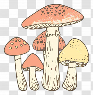Boletus Mushroom - Colorful Mushroom Illustration In Artistic Style Transparent PNG