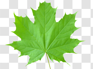 Leaf - Bright Green Maple Leaf Illustration Transparent PNG