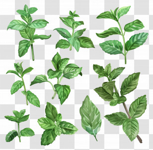Peppermint - Mint Leaves Botanical Illustration Transparent PNG