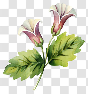 Watercolor Painting - Two Flowers With Green Leaves Transparent PNG