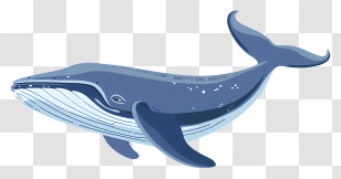 Whale - Blue Whale Cartoon Art Transparent PNG