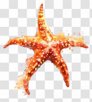 Cute Starfish - Colorful Starfish Illustration Transparent PNG