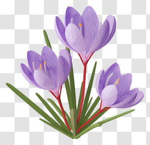 Purple Crocuses - Purple Crocus Flowers Illustration Transparent PNG