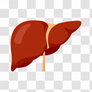 Liver - Realistic Liver Illustration Transparent PNG