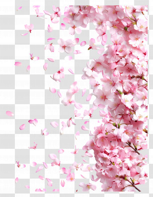 Falling Flowers - Falling Pink Cherry Blossoms In Full Bloom Transparent PNG