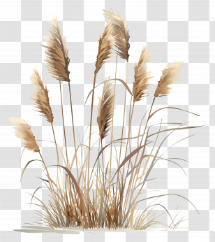 Reed - Dry Pampas Grass Illustration Transparent PNG