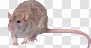 Gerbil Brown Rat Computer Mouse YouTube - 2018 - Mouce Transparent PNG