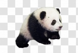 Giant Panda National Zoological Park Red Bear Diplomacy - Snout Transparent PNG