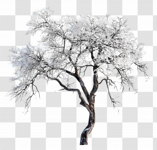 Frozen Tree - Snow-Covered Winter Tree Illustration Transparent PNG