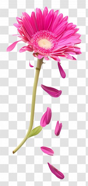 Single Pink Gerbera Daisy - Pink Gerbera Flower With Falling Petals Illustration Transparent PNG