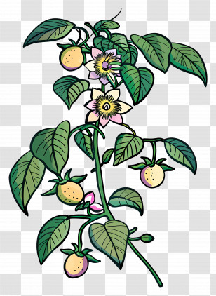 Fruit - Plant With Flowers And Fruits Transparent PNG