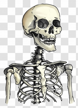 Skeleton - Detailed Human Skeleton Drawing Transparent PNG