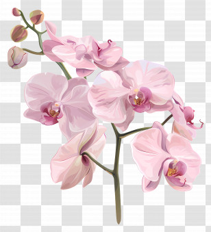 Orchids - Soft Pink Orchids Botanical Illustration Transparent PNG