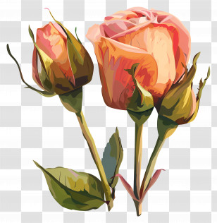 Rose Buds - Pink Rose And Bud Illustration Transparent PNG