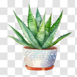 Aloe Vera - Potted Aloe Vera Succulent Plant Transparent PNG