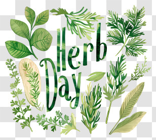 Herb Day - Herbs Illustration For Herb Day Theme Transparent PNG