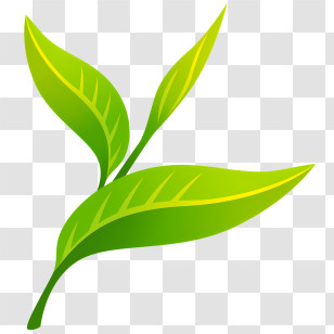 Tea Leaf - Green Plant Leaves Illustration Transparent PNG