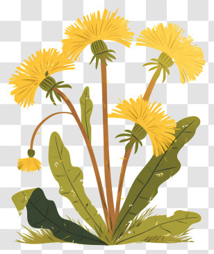 Dandelion Flower - Yellow Dandelions With Leaves Transparent PNG
