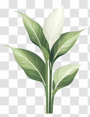 Green Plant - Green Leaf Botanical Illustration Transparent PNG