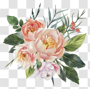 Peonies - Watercolor Peonies Bouquet Transparent PNG